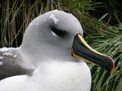 Gray-headed Albatross